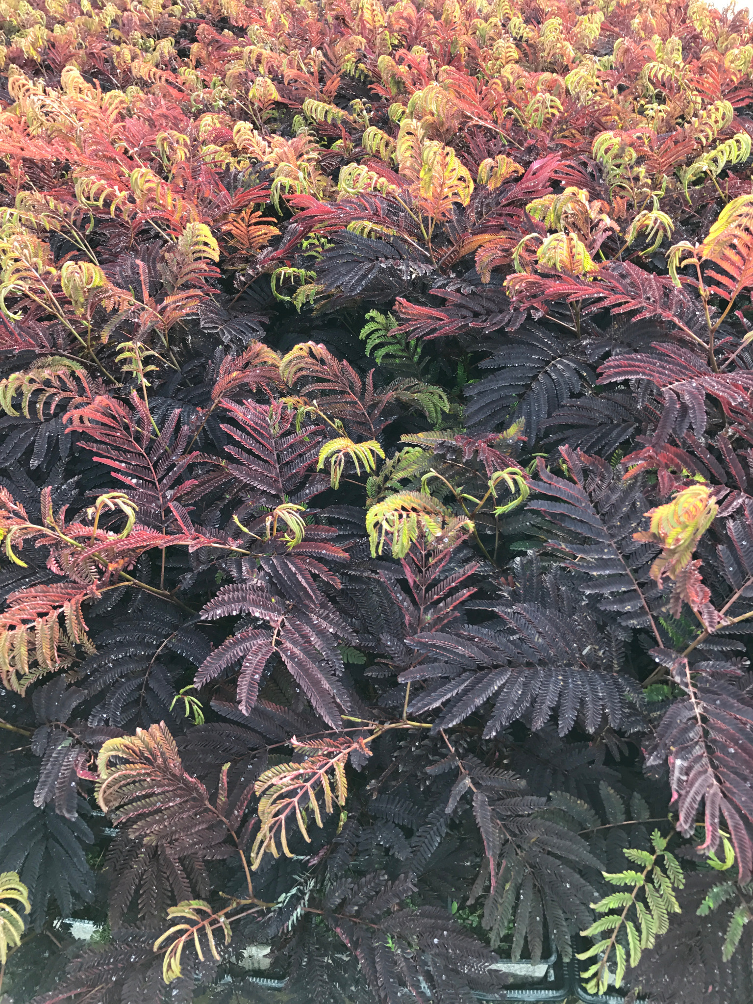 Albizia julibrissin ‘Summer Chocolate’ — Zaštićena sorta. Mlade biljke razmnožene in vitro dostupne su isključivo kod André Briant.