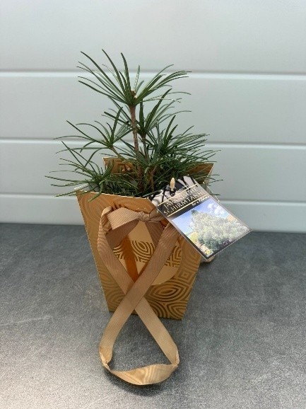 Sciadopitys in goldener Geschenktasche