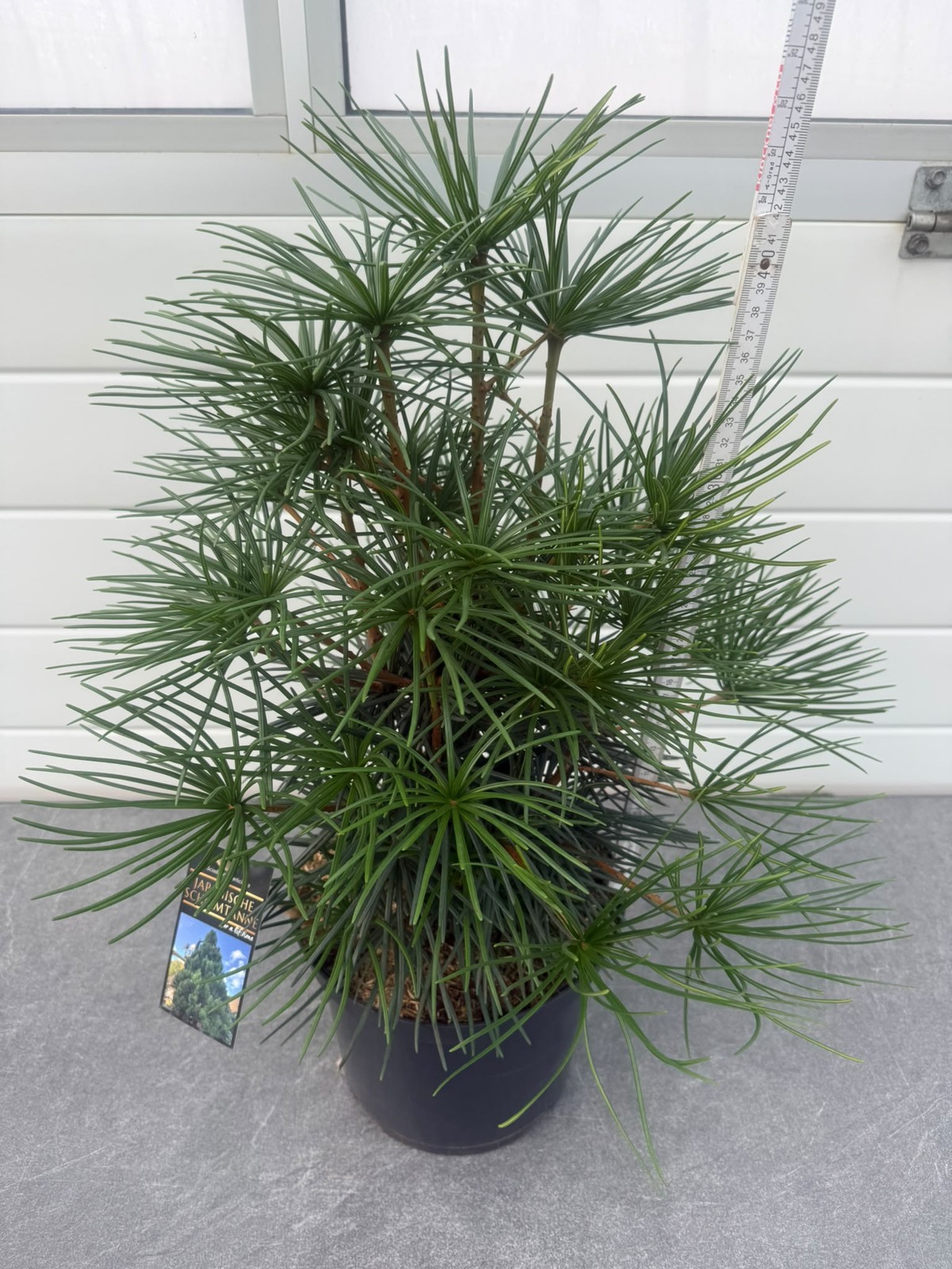 Sciadopitys a Pinus mugo pumilio