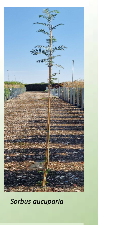 Sadnice Sylva tipa whips u kontejnerima u rasadniku · Sorbus aucuparia