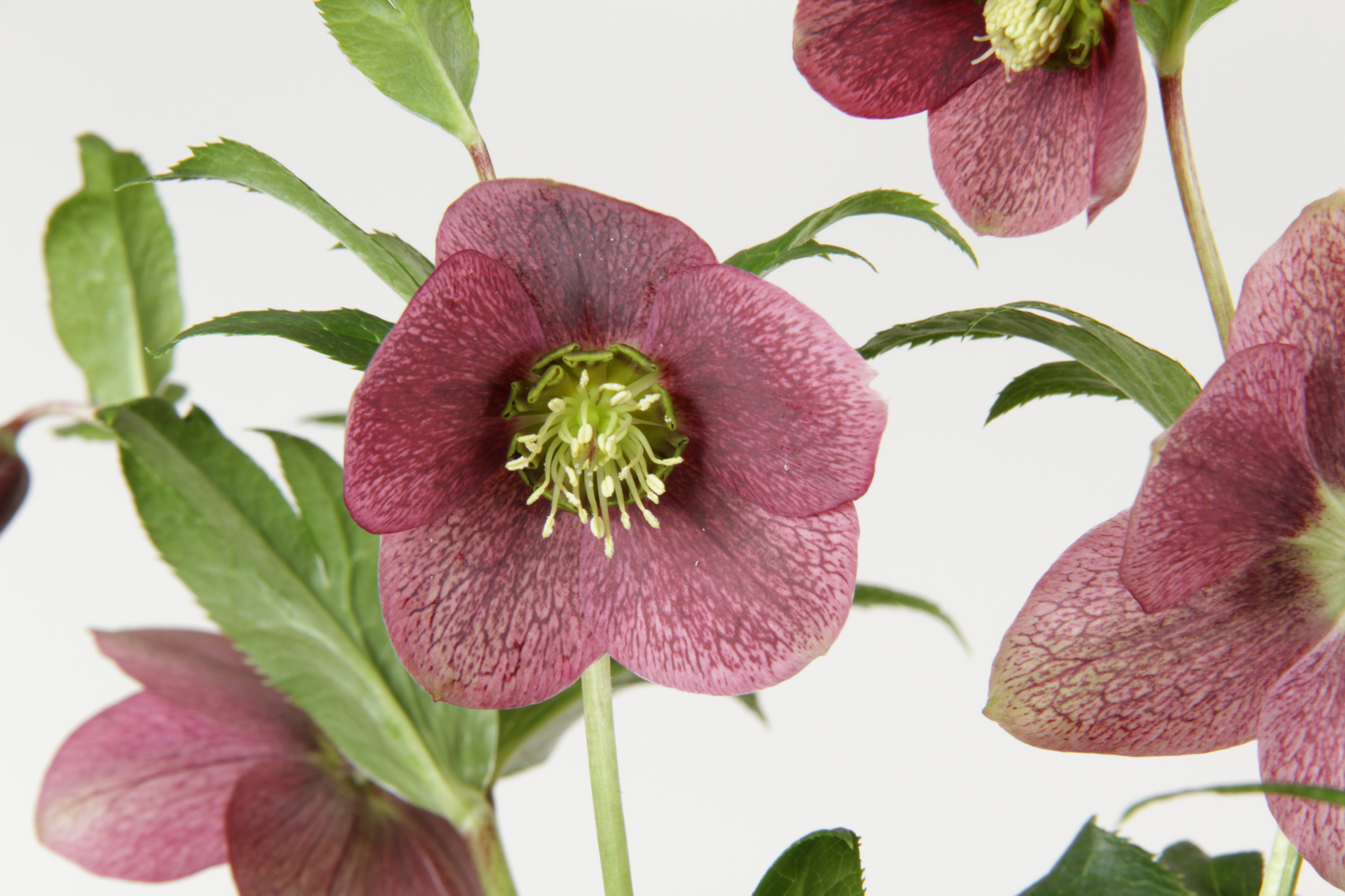Helleborus z Belgie